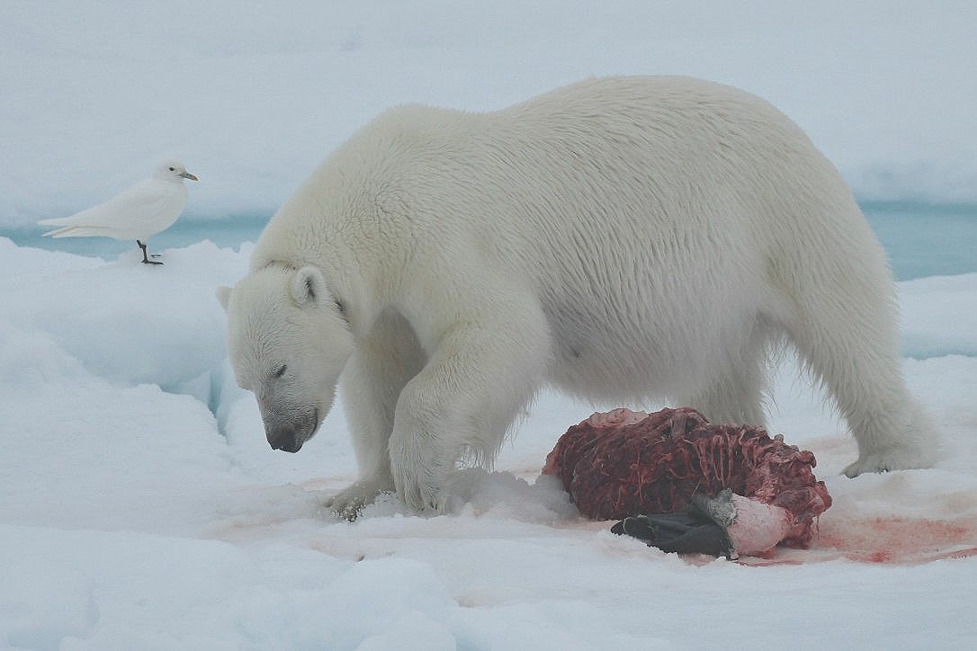 Collared polar bear feeds on a seal on the ice in Svalbard with ivory gull nearby