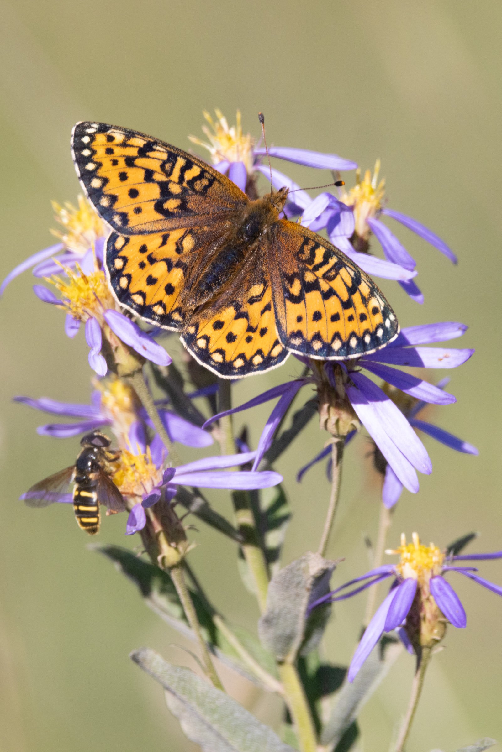Critter of the Month: Mountain Butterflies