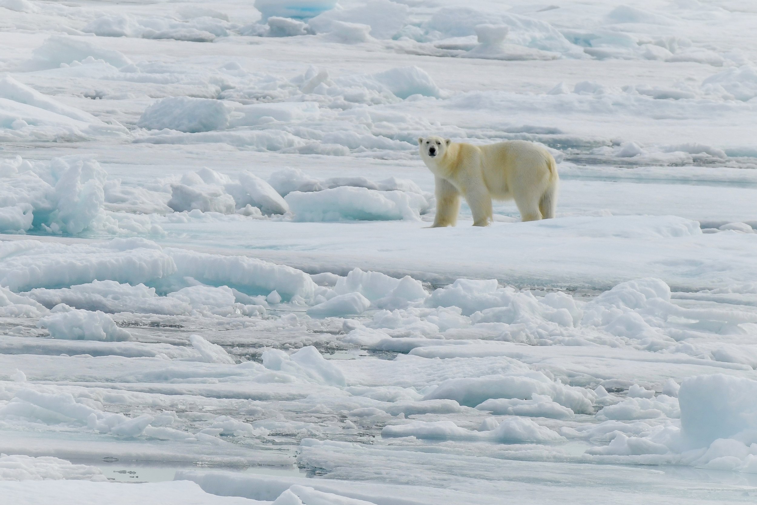 Polar bear on the ice pack north of Svalbard