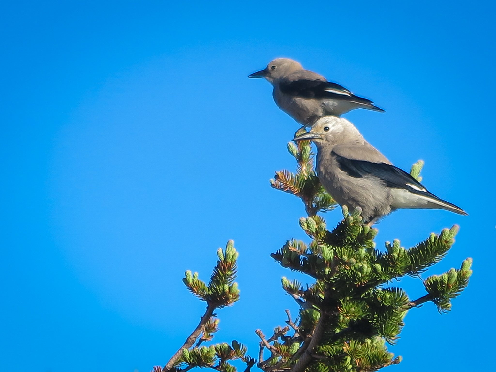 Clark's nutcrackers survey their mountain home.