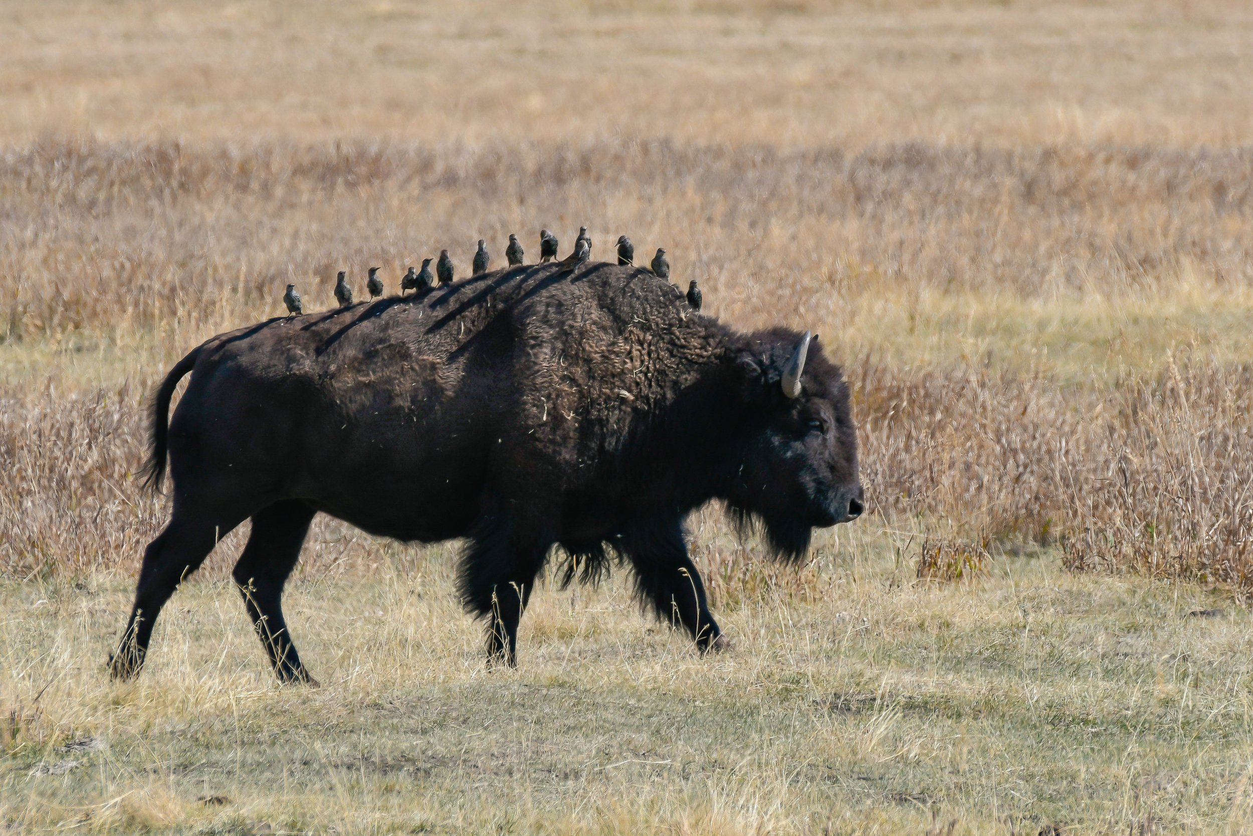 Starlings hitch a ride on a bison.