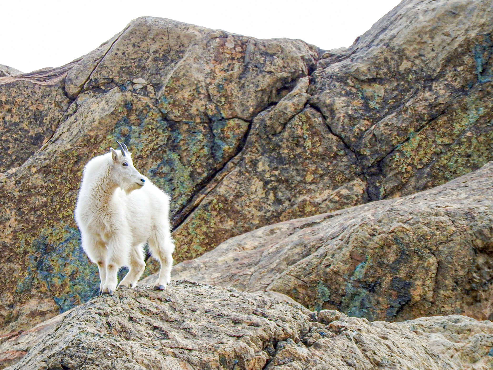 Mountain goat poses on rocks on the shores of Ingalls Lake in the central Cascade mountains