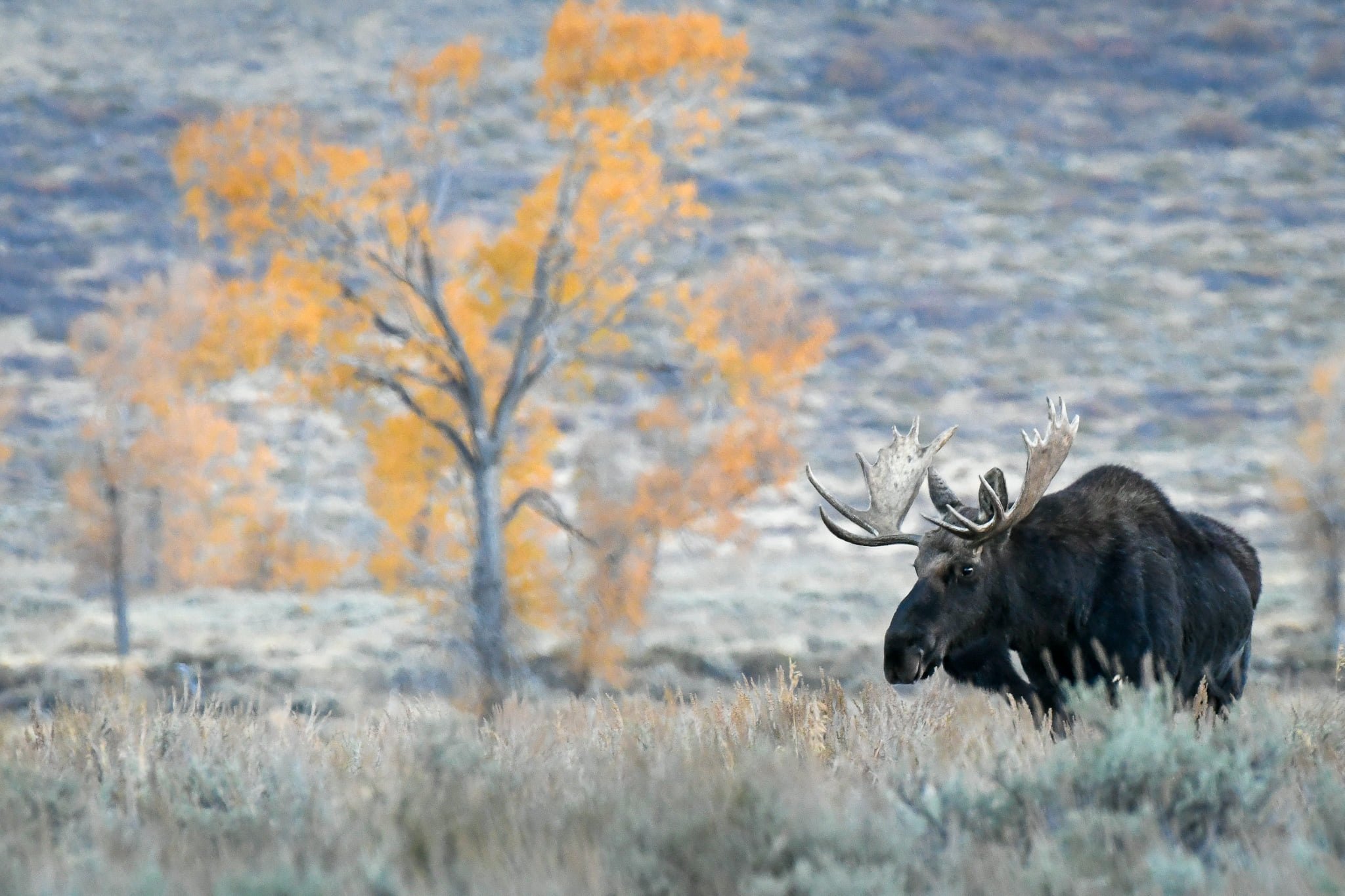 Bull moose in fall Tetons.