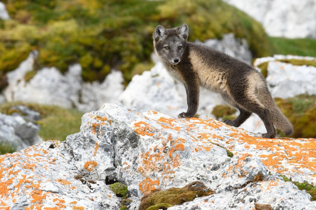 Arctic fox poses on lichen-covered rocks in Svalbard