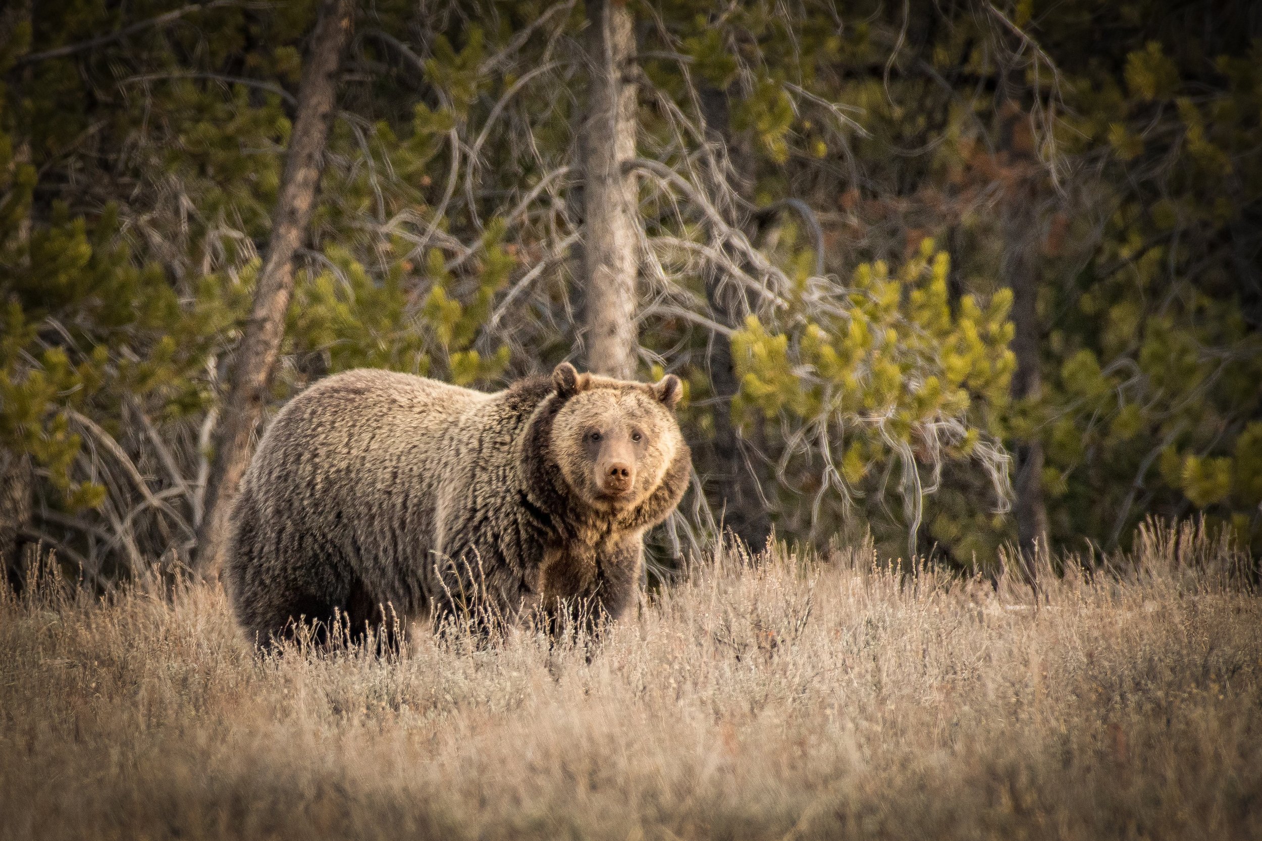 Grizzly taking a break from foraging for roots in the Tetons.