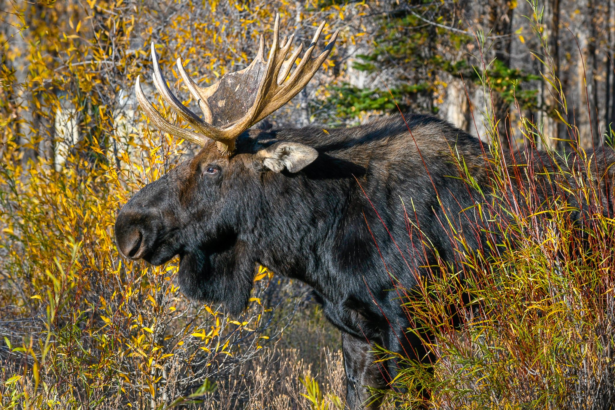 Bull moose takes a break after defending cows during the rut.