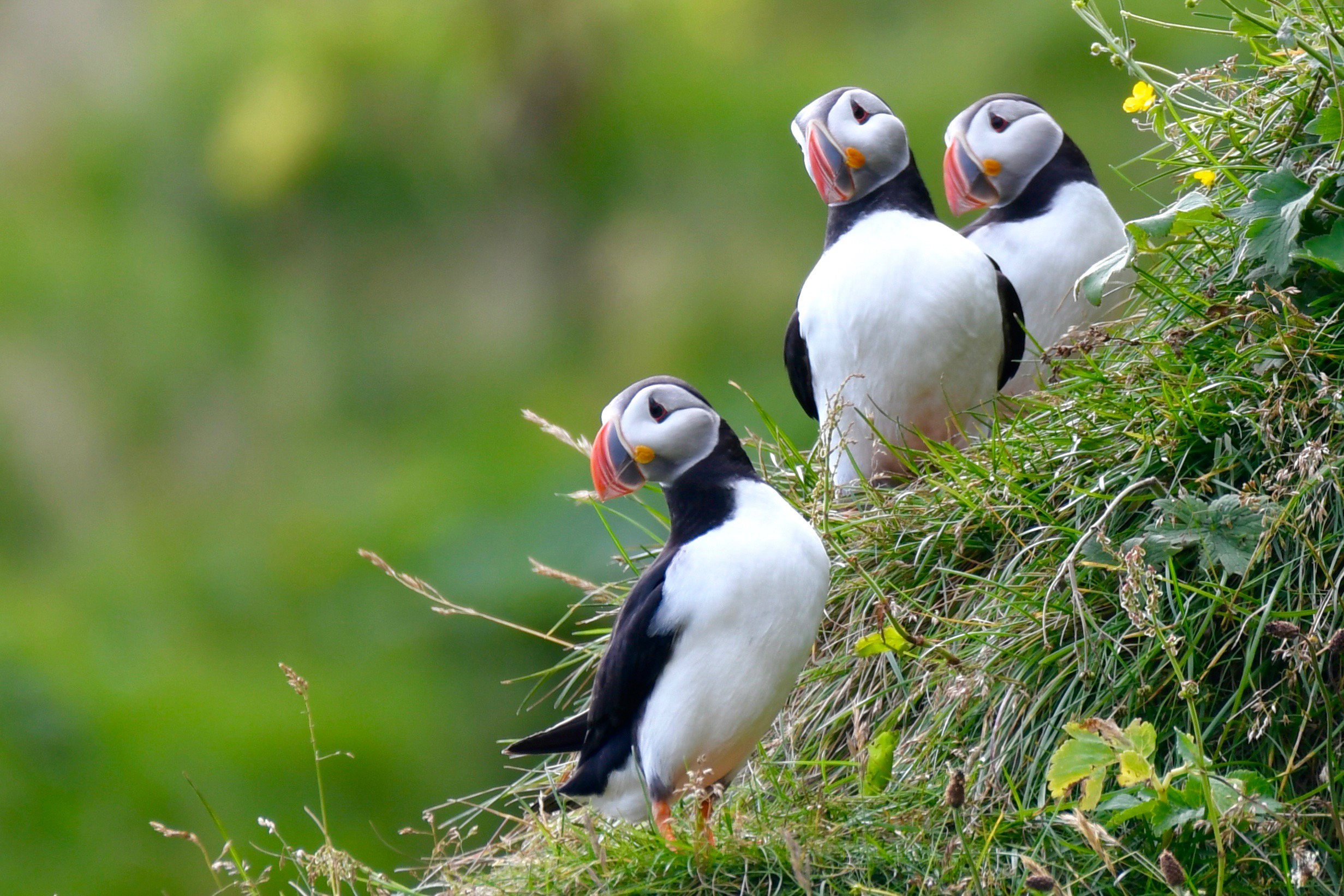 Atlantic puffins roosting on a grassy slope in Iceland