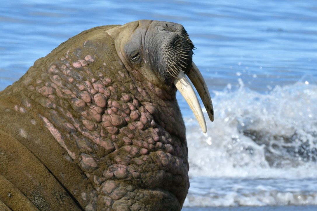 Atlantic walrus on the shore of the Arctic Ocean