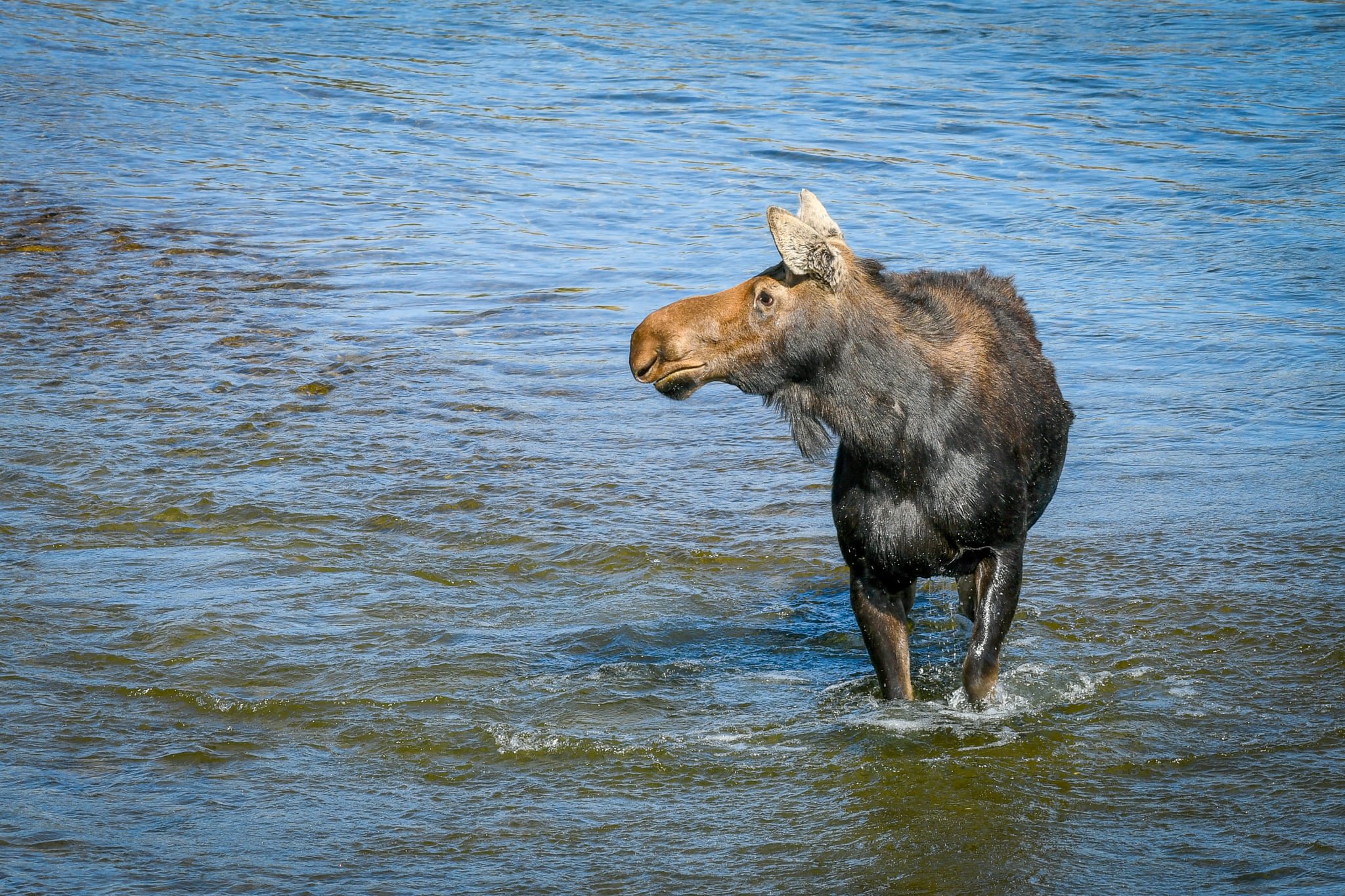 Cow moose chilling in the Snake River.