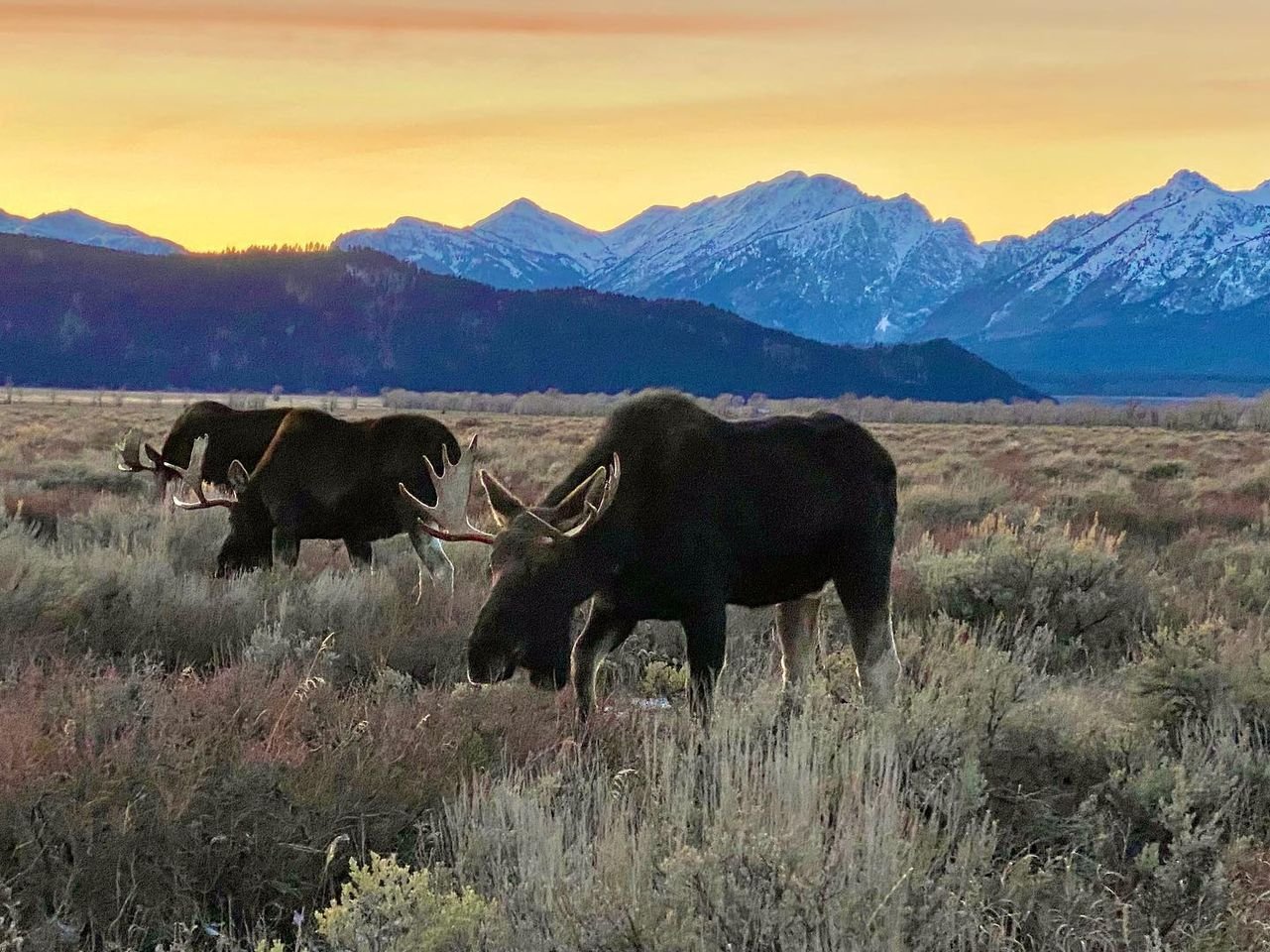 Trio of bull moose at dusk in the Tetons.