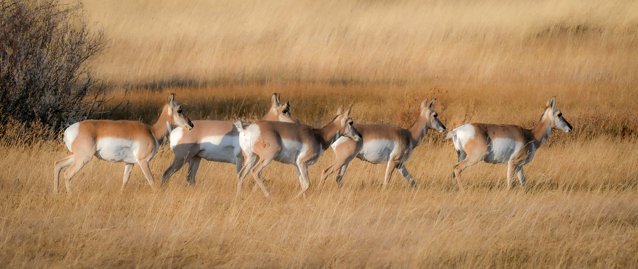 Female pronghorn on the move.