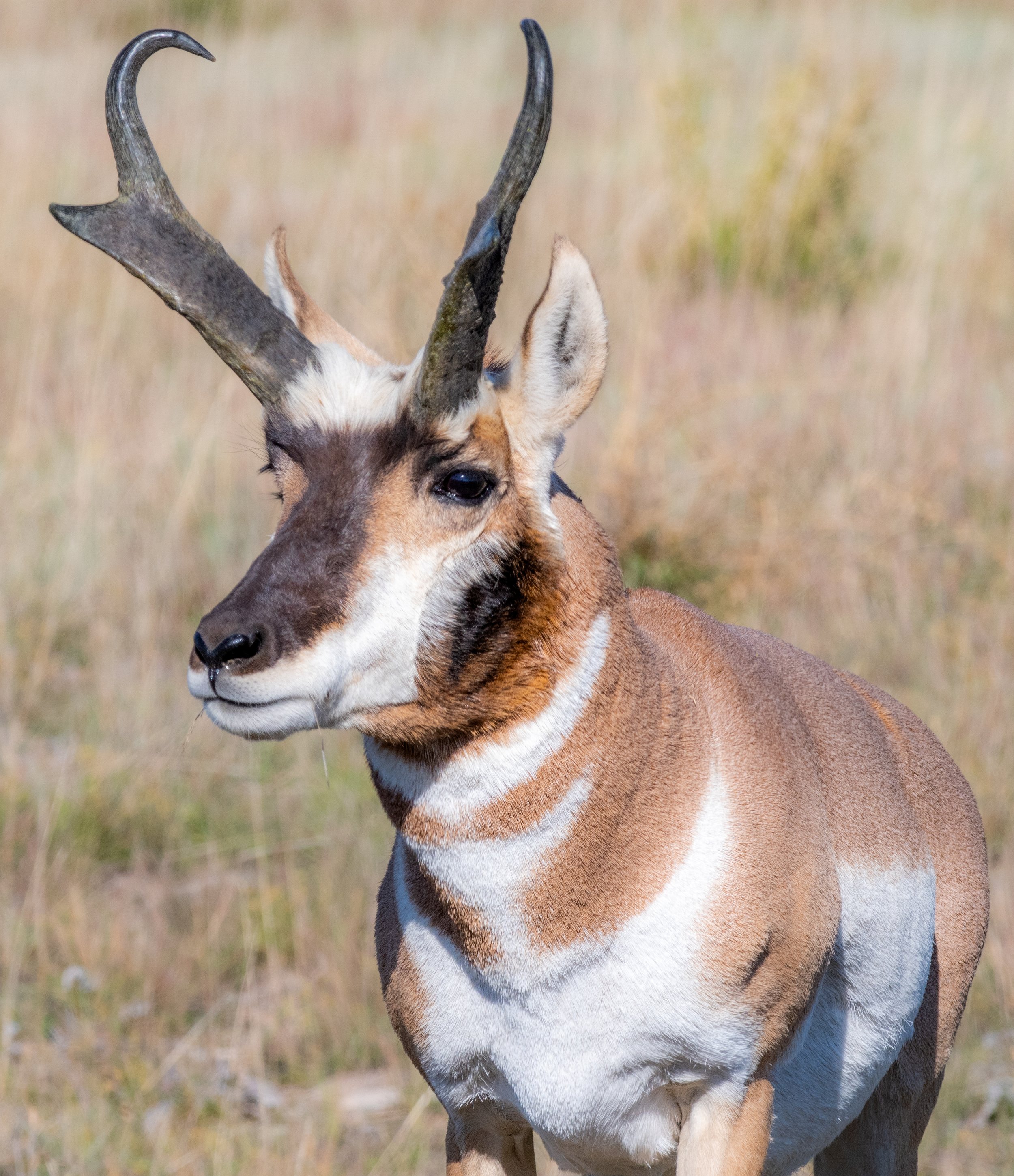 Pronghorn portrait.
