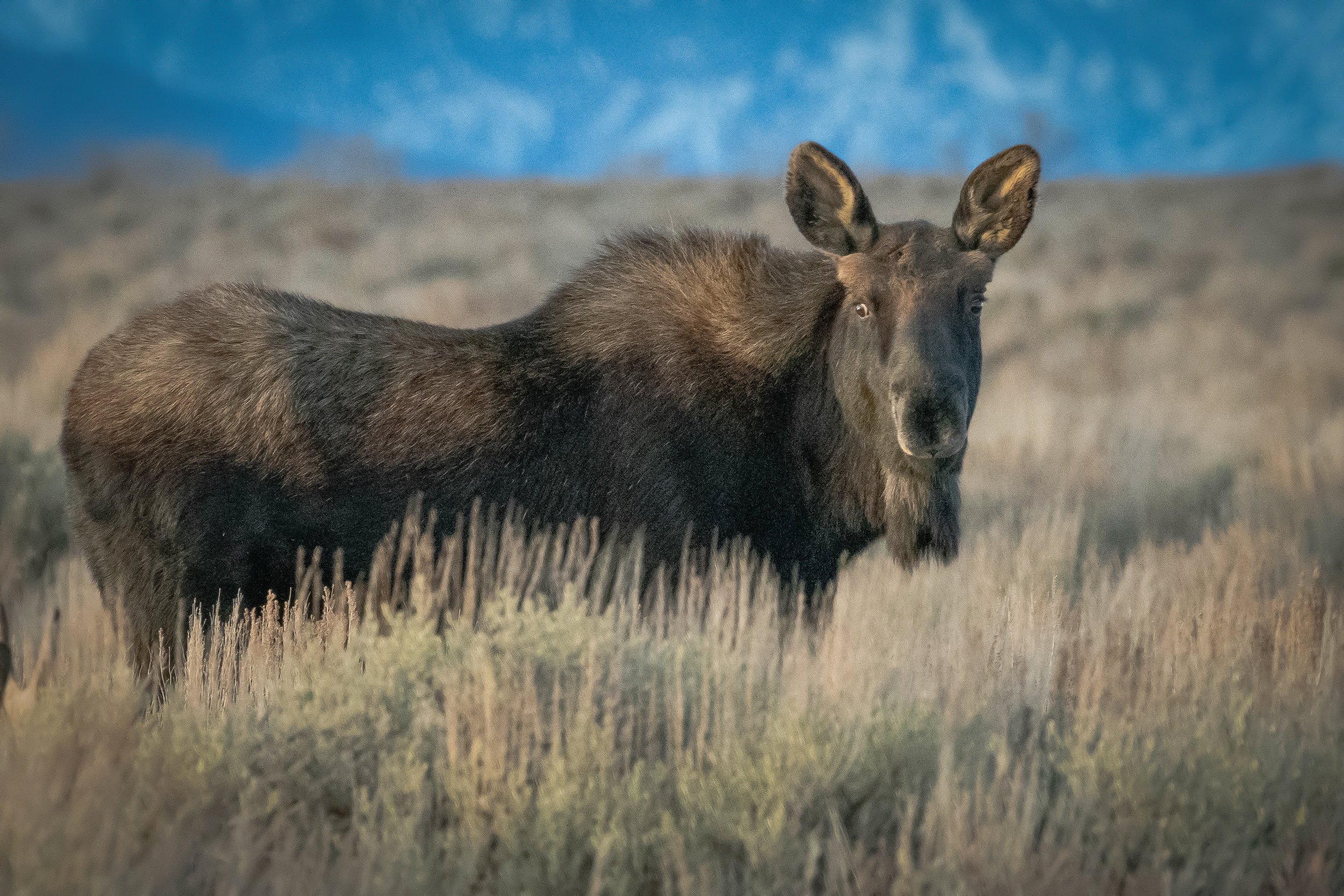 Eye-to-eye with a gorgeous moose cow.