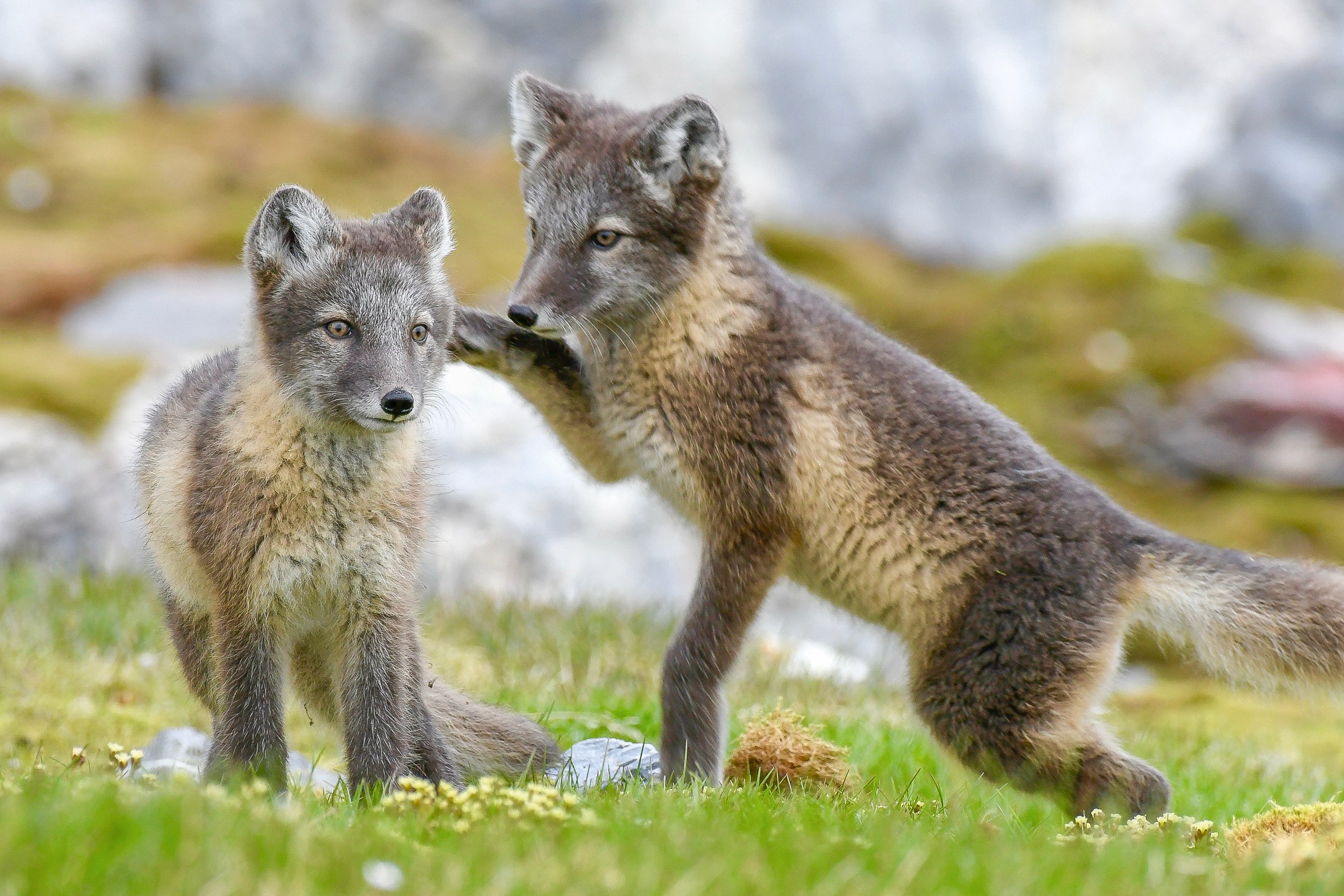 Two Arctic fox kits play in Svalbard