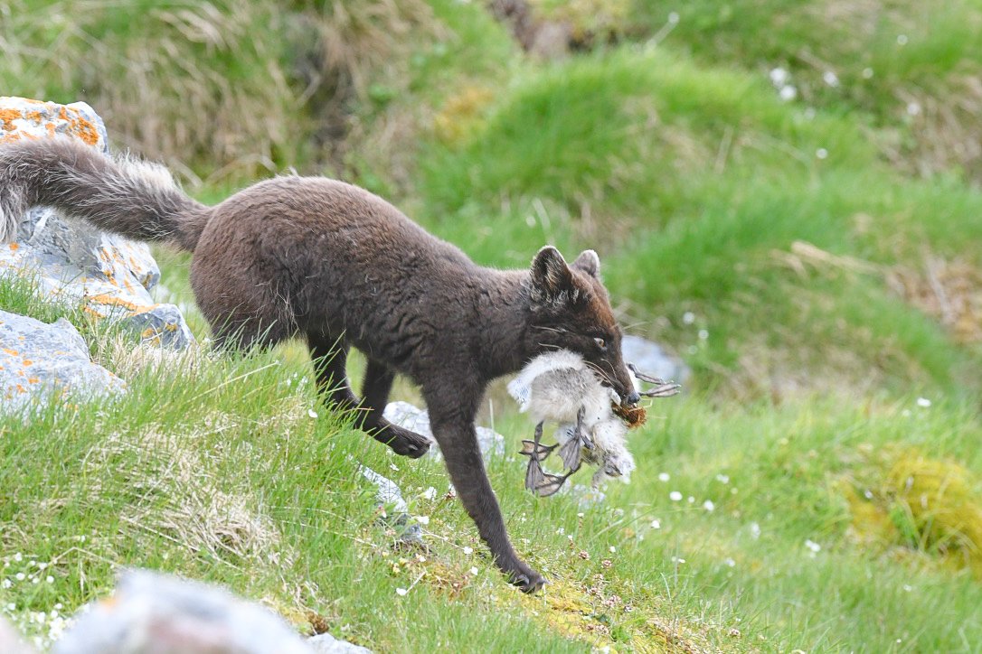 Arctic fox preys on kittiwake chicks in Svalbard