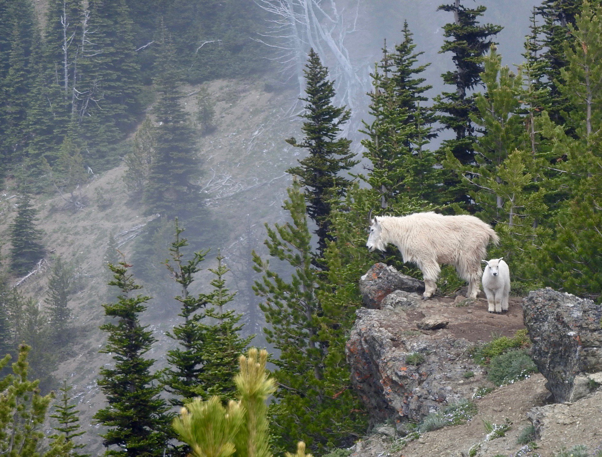 Female mountain goat and her kid perch on rocks in Olympic National Park