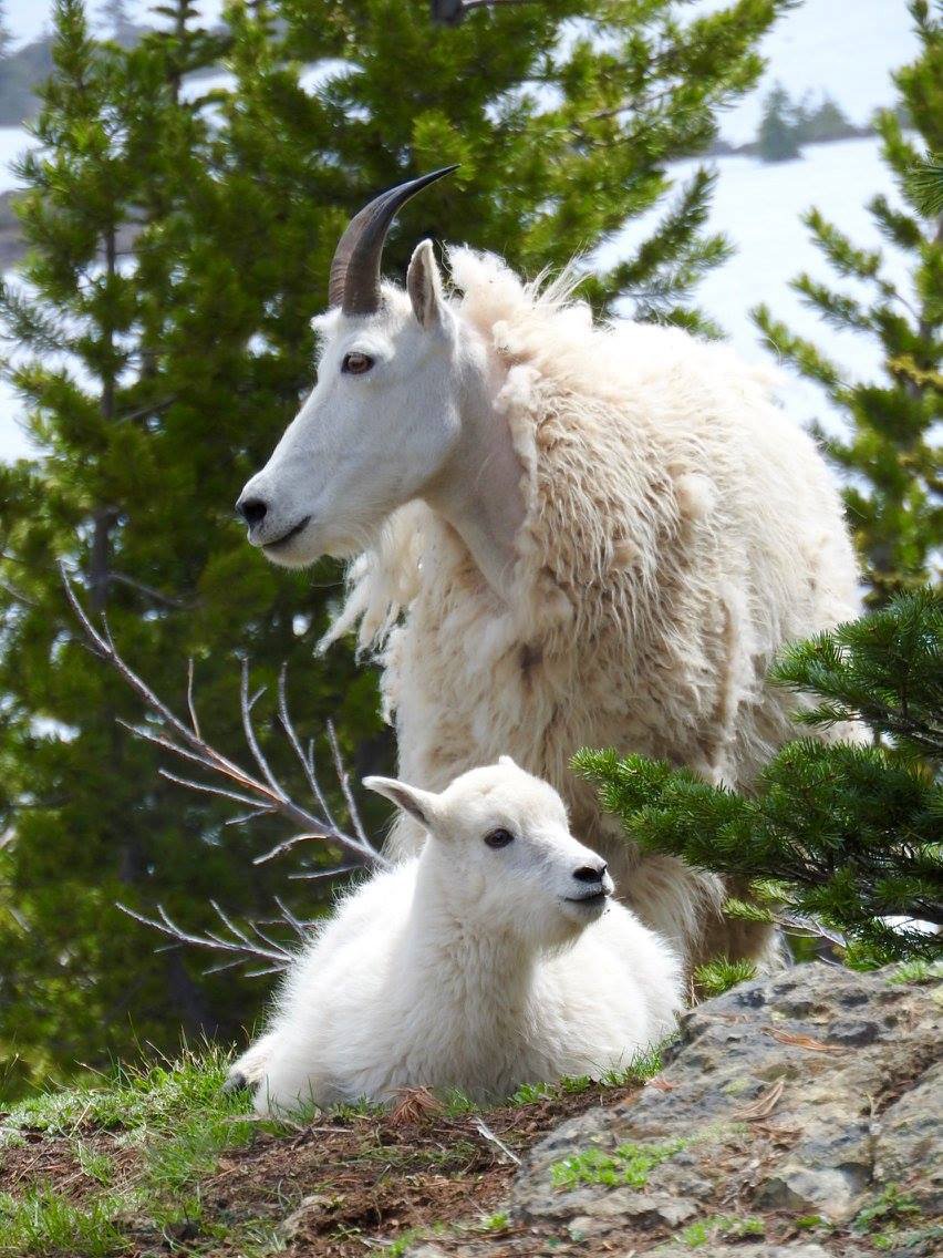 Mountain goat nanny guards her lamb in Olympic National Park