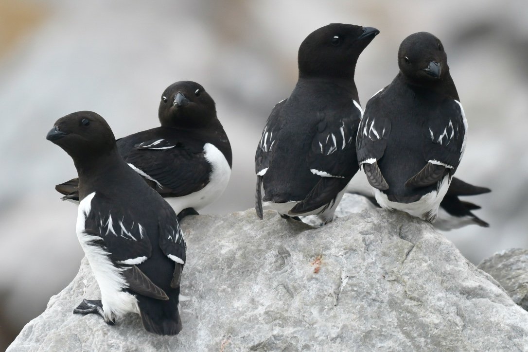 Dovekies or little auks perch on rocks in Svalbard
