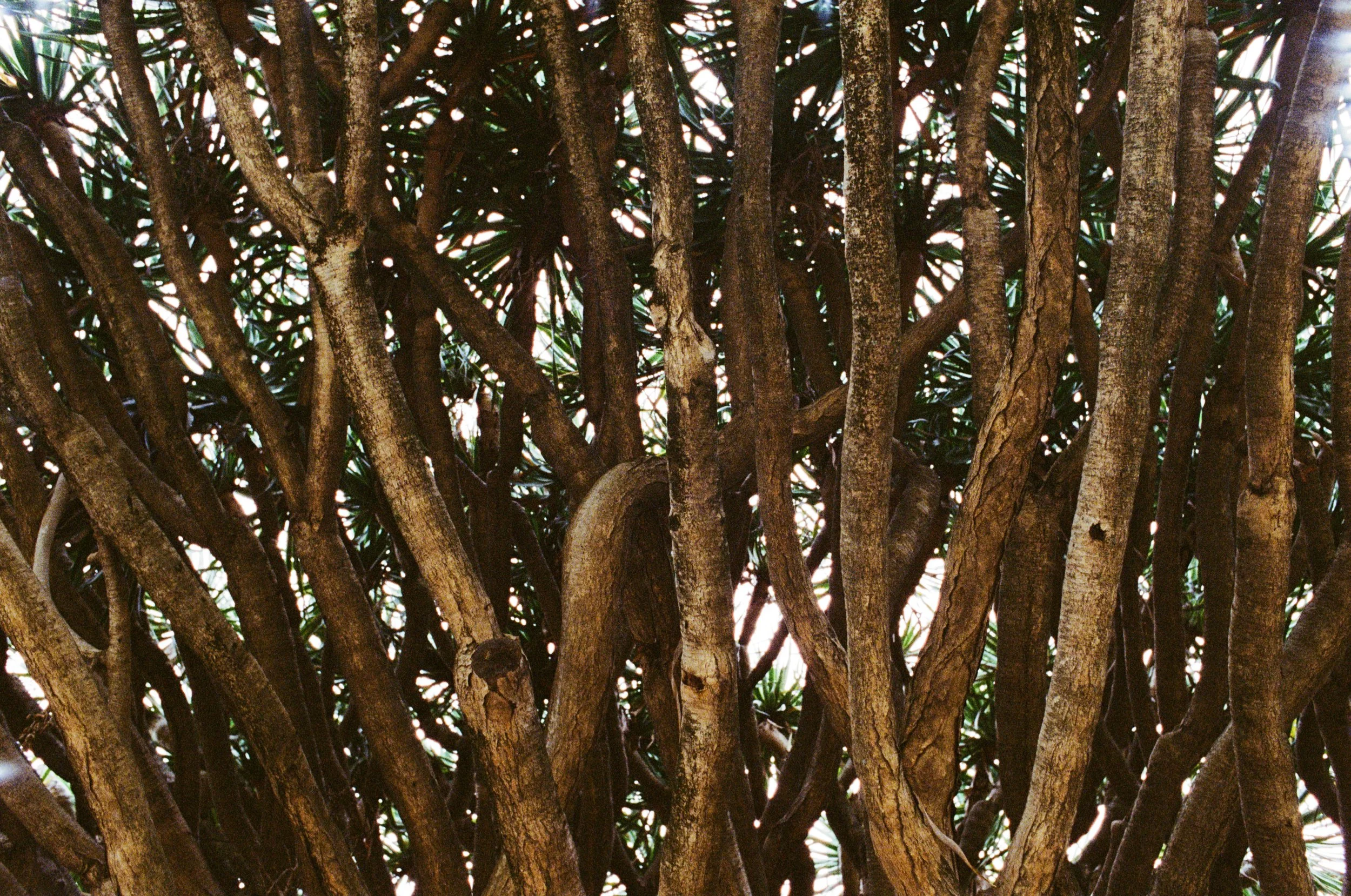 Copyright © Alexander Leo  2023