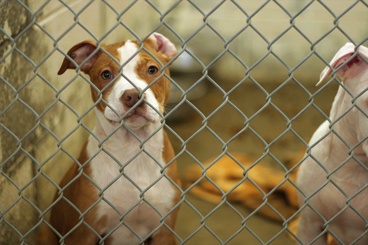 A dog inside a shelter pen.