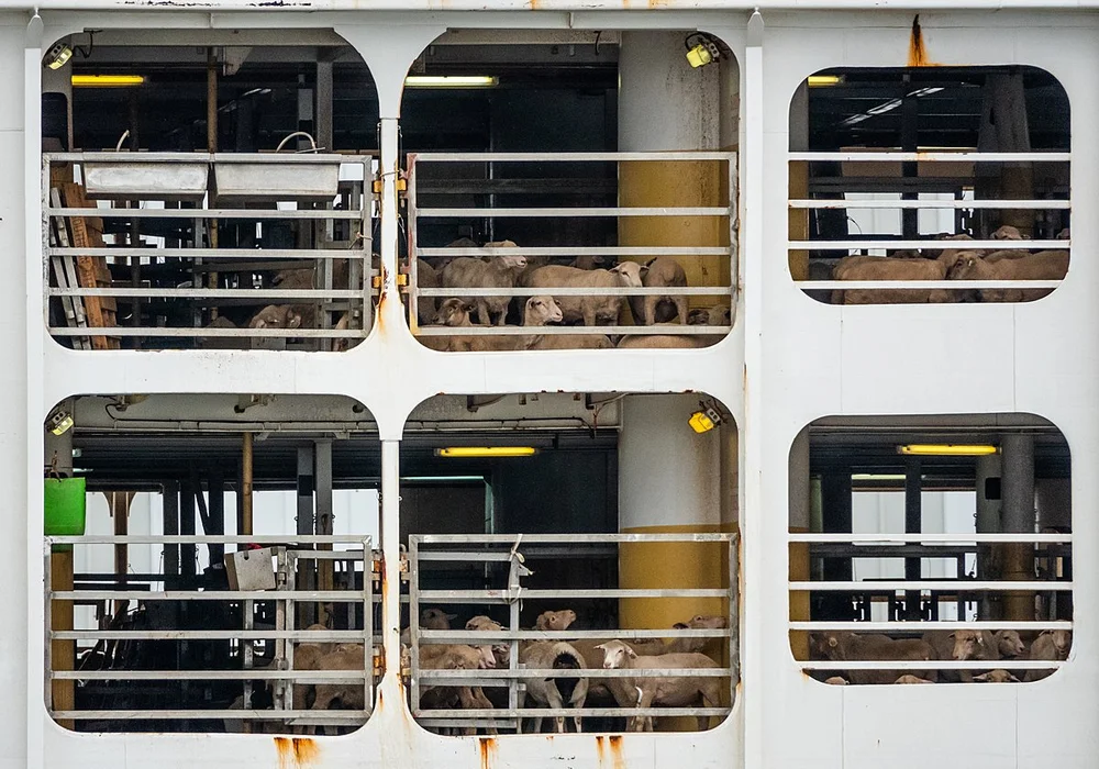 Separating fact from fiction: Why a phase-out of live sheep export is ...