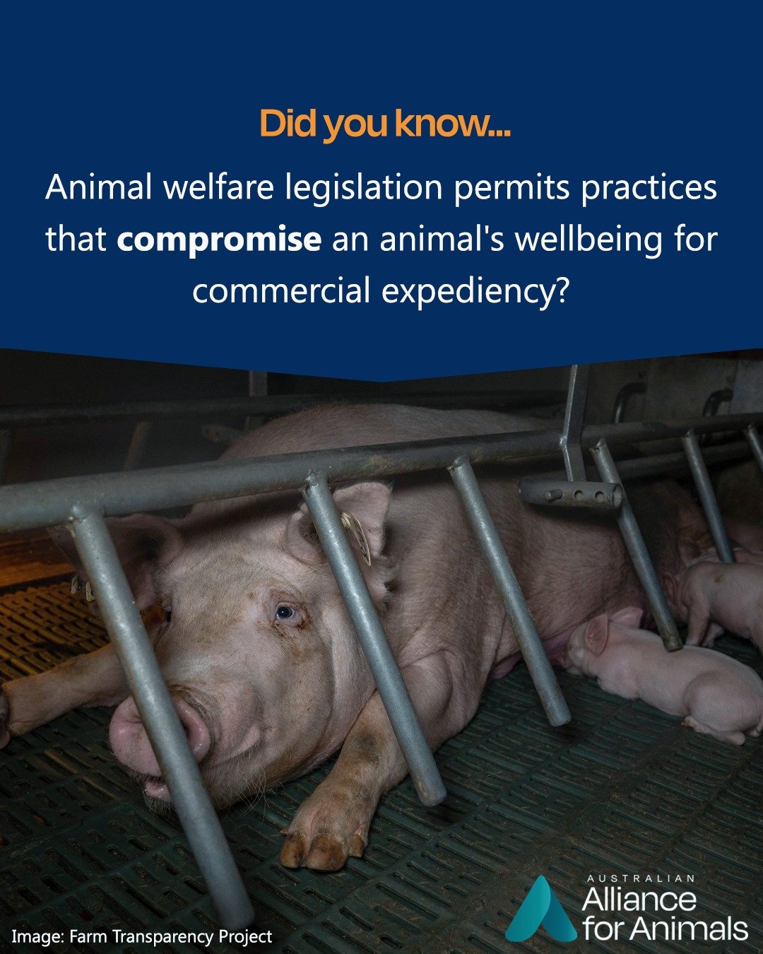 From extreme confinement to high stocking densities, invasive surgical procedures without pain relief, and selective breeding for fast growth rates, our legislation permits and, in some instances, even endorses practices that inflict undue suffering 