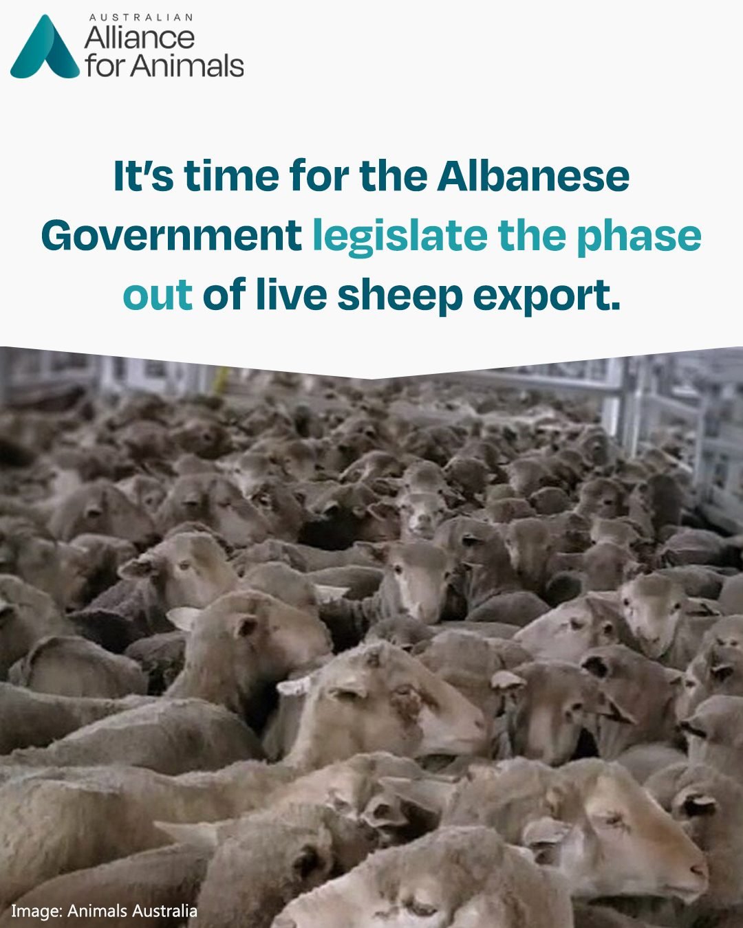 Australians are waiting, Prime Minister. It's time to end the suffering of sheep and legislate the end date.

The Albanese Government is almost in its third year in power and has not yet fulfilled its promise to phase out live sheep exports.

We&rsqu