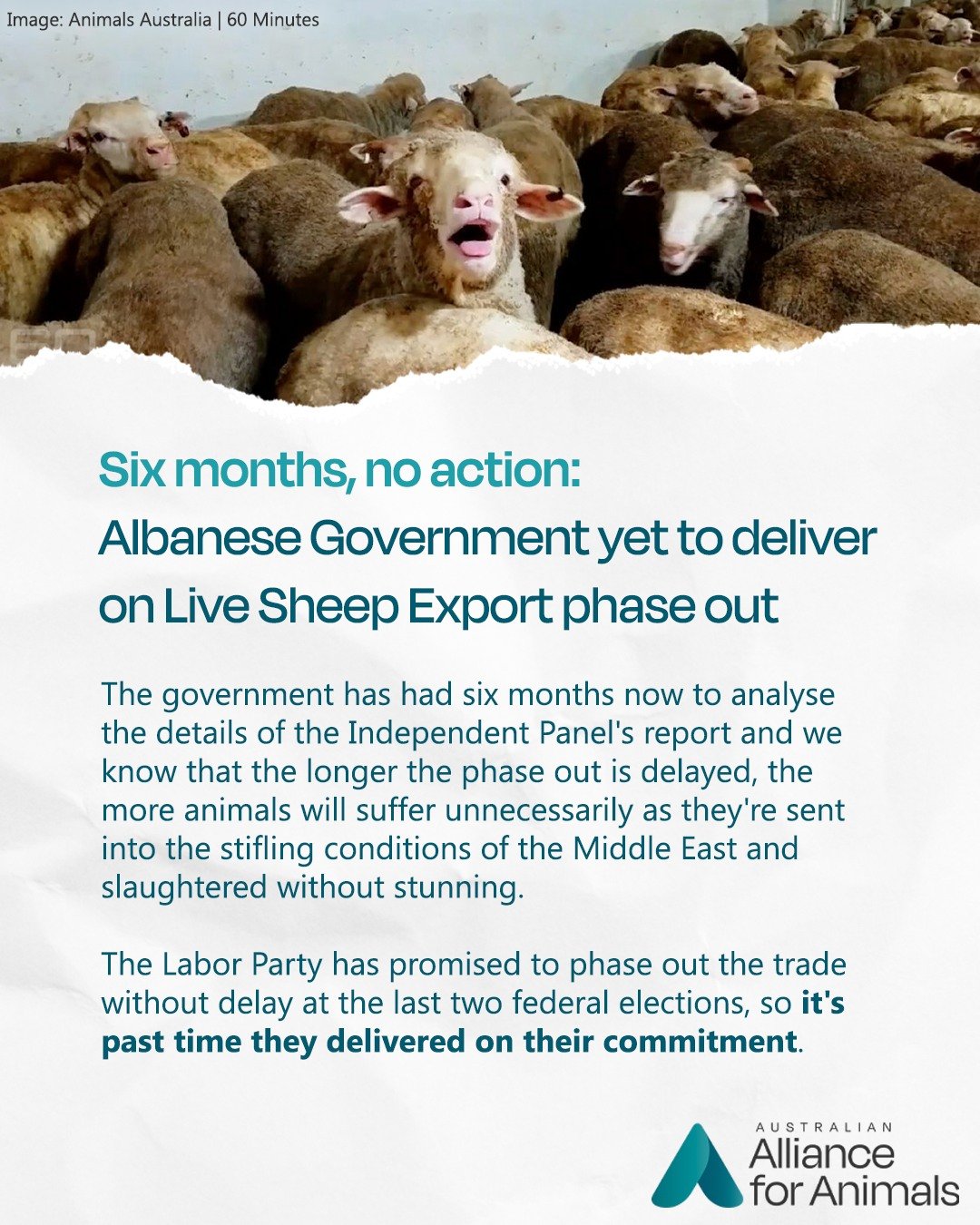 Six months ago, an independent panel provided its advice on the phase out of live sheep exports, yet the Albanese Government has failed to set a firm end date to the cruel trade.
 
Every day of inaction prolongs the suffering for countless sheep.
 
W