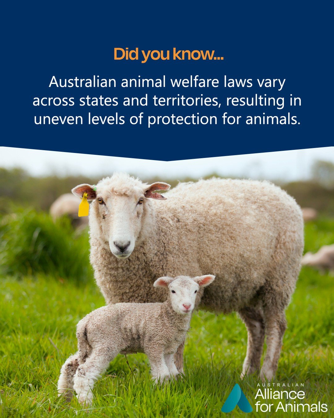 Each state and territory in Australia operates under its own set of animal welfare laws, creating a fragmented regulatory environment that gives rise to disparities in the treatment of animals. These variations prevent the timely and consistent imple