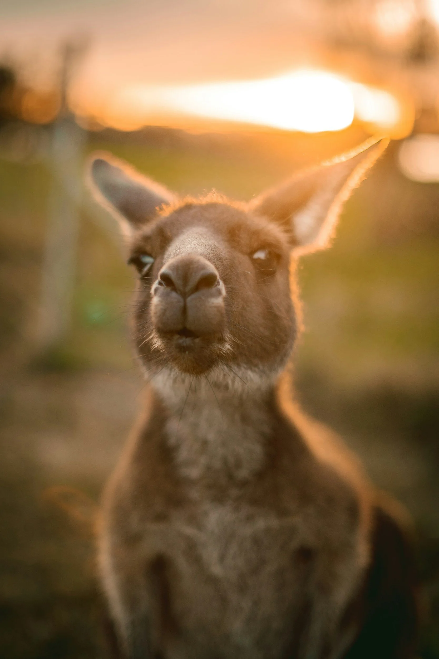 Kangaroo looking at the camera with sun setting behind them.