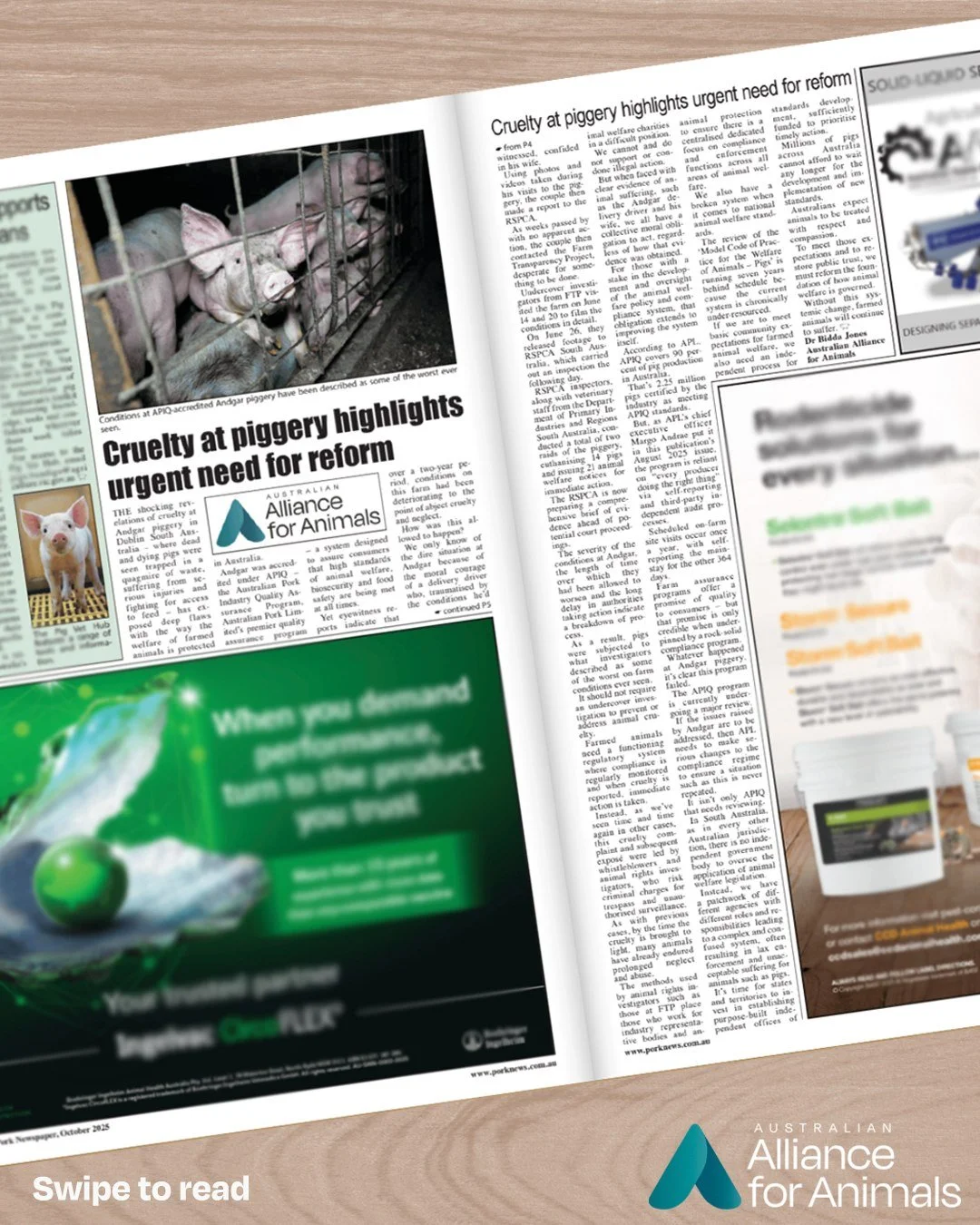 🗞 In the news: Following reports of extreme cruelty at Andgar Piggery in South Australian, Dr Bidda Jones wrote an article for the Australian Pork Newspaper on why we urgently need to reform how animal welfare is governed. 

This case highlighted th