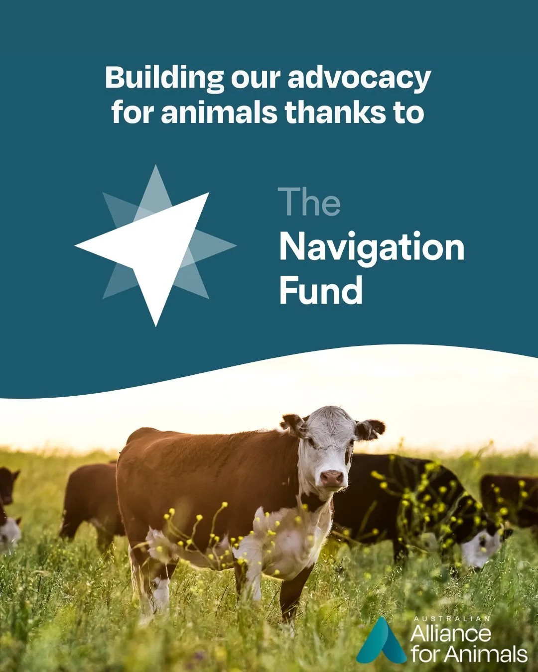 We're thrilled to announce that the Alliance for Animals has been awarded a grant from The Navigation Fund to power our advocacy for animals. 🐄

Across Australia, animals are suffering because of our weak laws and flawed governance structure. With t