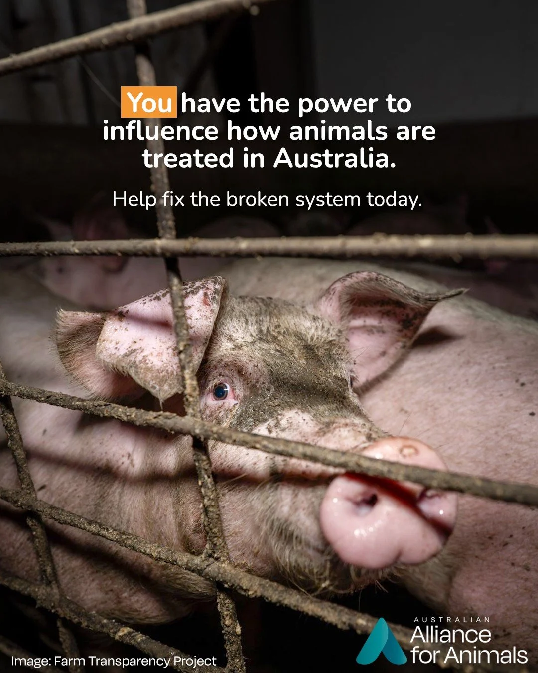 Today is World Farmed Animals Day, a time to reflect on how animals are farmed and to call for change. 🐷

In Australia, our animal welfare system is failing farmed animals. Outdated laws still allow extreme confinement, painful procedures without pa