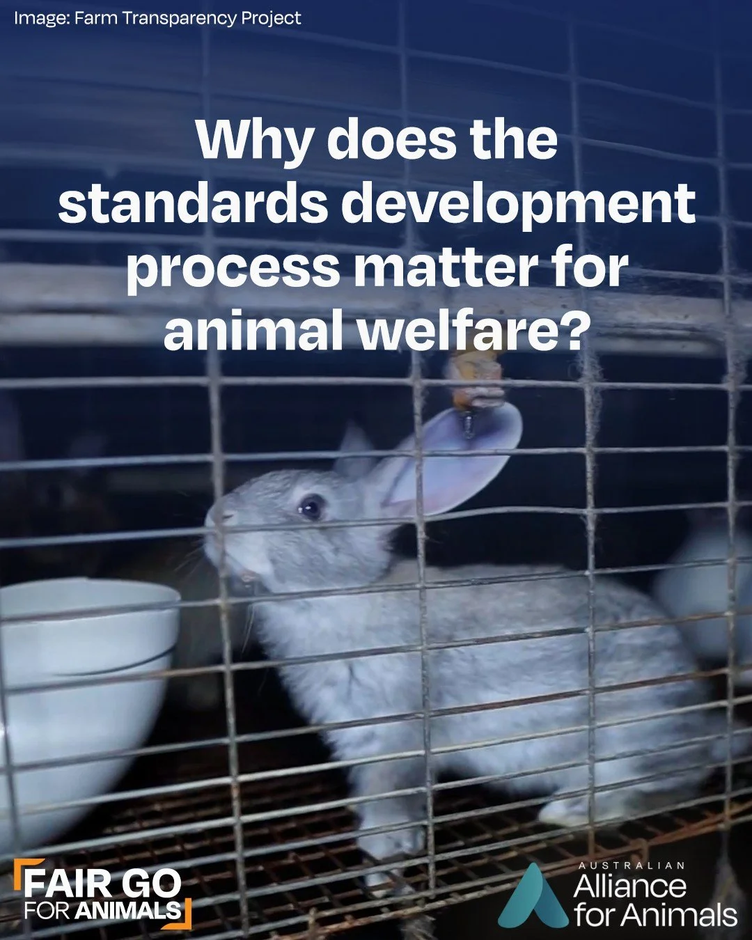 In Australia, millions of animals suffer because of an outdated and inconsistent standards development process. Dominated by industry interests, the current system lacks scientific integrity and accountability and fails to meet community expectations