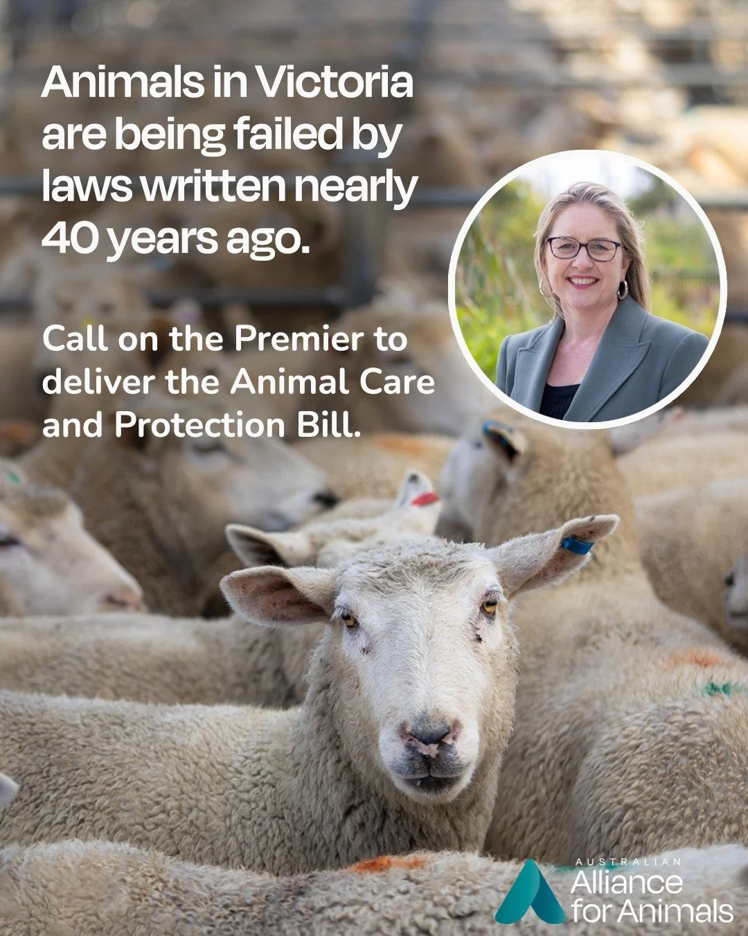 Victoria&rsquo;s animal welfare laws were written in 1986 and are no longer reflective of  modern science and community expectations. Animals are waiting for stronger protections.

Comment UPDATE LAWS and we will send you a link to write to Premier J