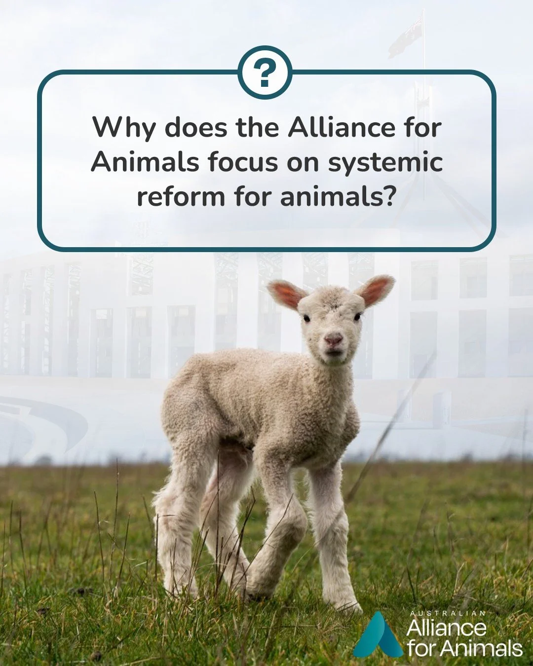 Reforming animal welfare standards is a vital step toward securing a fairer Australia for all animals. Will you help us? www.fairgoforanimals.org.au