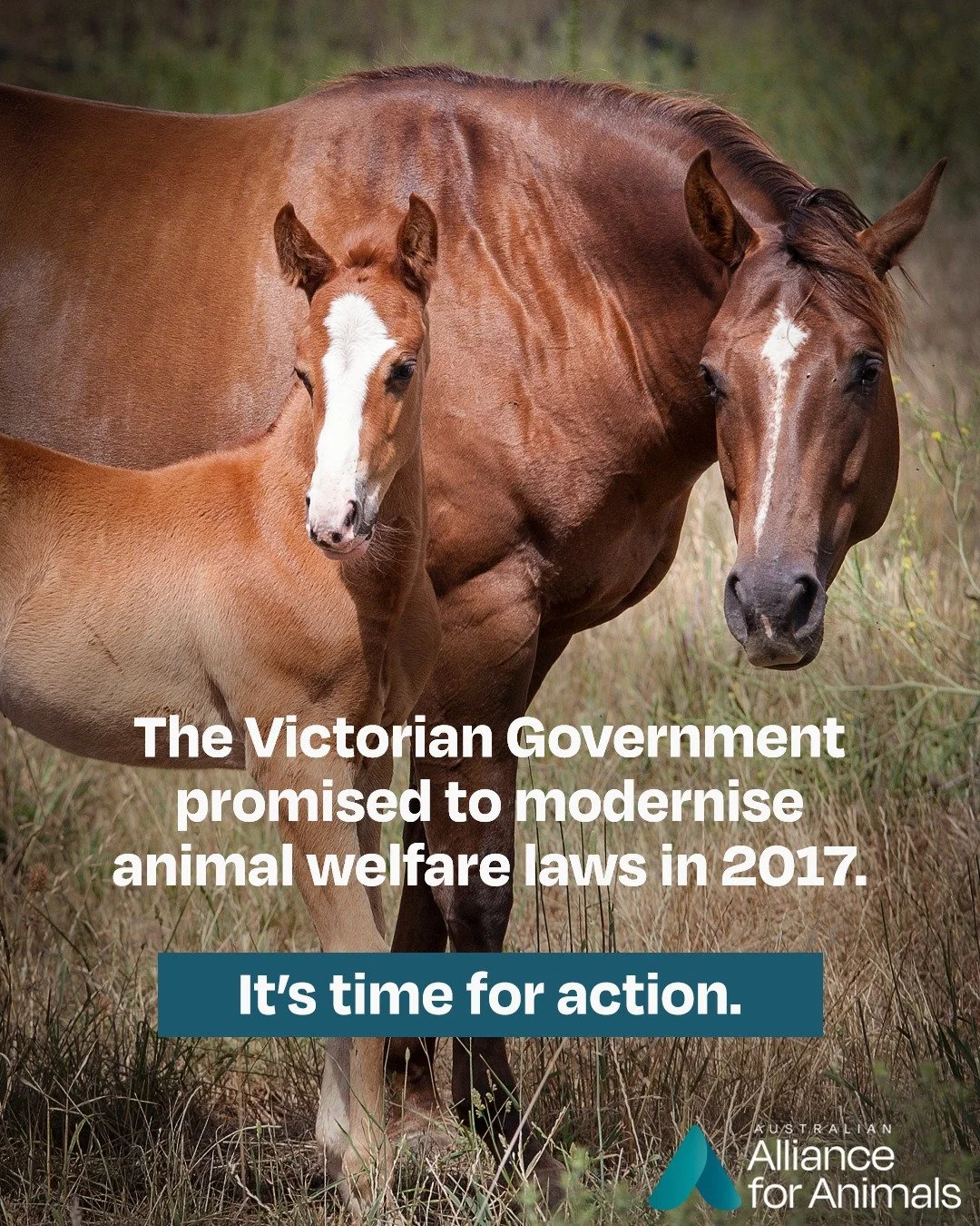 Did you know that Victoria has some of the oldest animal welfare laws in the country?

In 2017, the Government promised to modernise the state's animal protection laws, but years have passed and we are still waiting for the Bill to be introduced. 

C