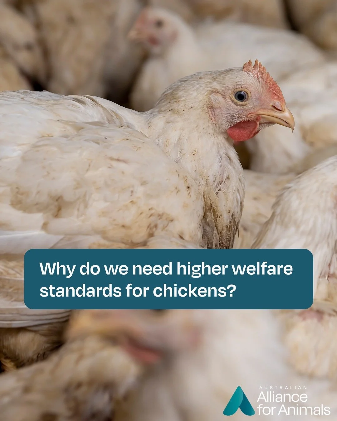 Chickens deserve better. 
Add your support for higher welfare laws for chickens today at https://www.betterchicken.org.au/pledge