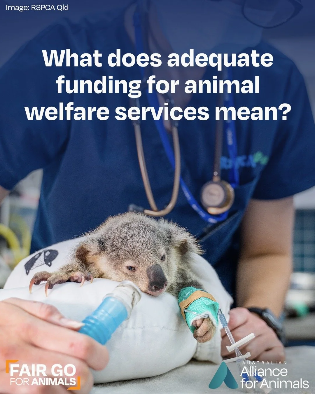 The push to improve animal welfare in Australia hinges significantly on securing adequate funding for animal welfare services. 
 
Add your support today:  fairgoforanimals.org.au

#fairgoforanimals #animalwelfare #animalprotection #animalwelfarerefor