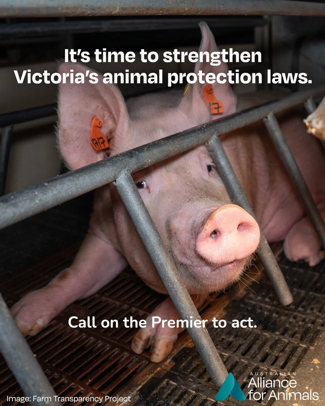 Every animal deserves to live free from suffering and to have their needs recognised in law. 🐷

Victoria has the chance to lead the way &ndash; but right now, the state's animal welfare laws are some of the oldest in the country. 

In 2017, the gove