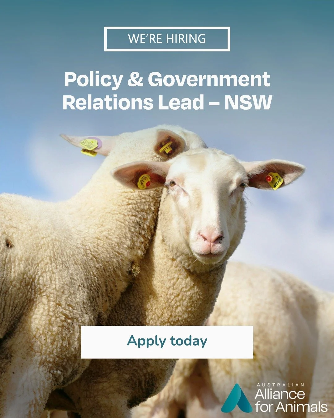 Are you looking for a career where you can use your skills in advocacy and politics to transform animal welfare? 🐷🏛

The Policy &amp; Government Relations Lead in NSW will work directly with parliamentarians, government officials, and stakeholders 