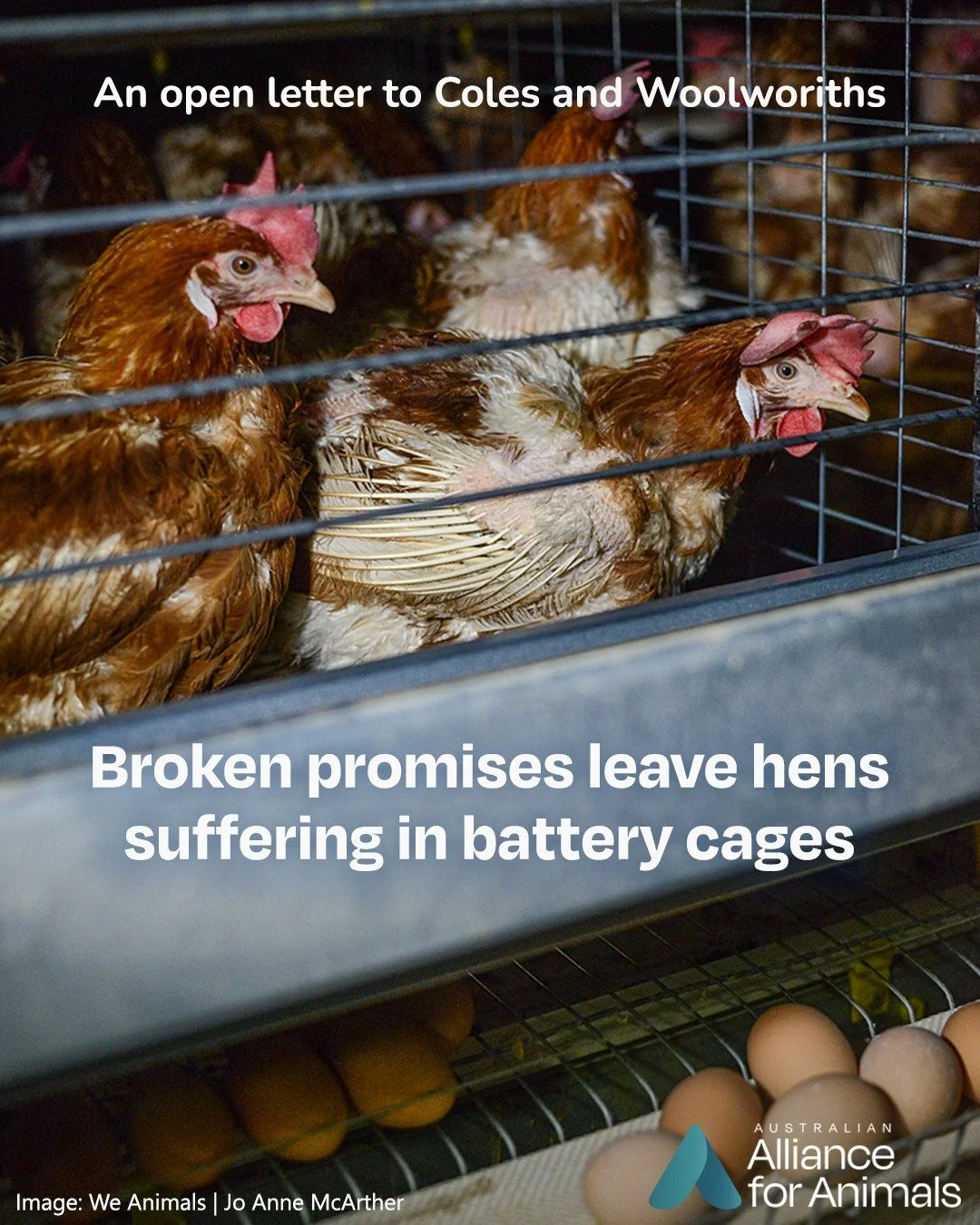 Coles and Woolworths recently announced they will not honour their commitments to remove cage eggs from their shelves by the end of 2025.

This backflip is deeply disappointing &ndash; and out of step with Australian values or consumer expectations. 
