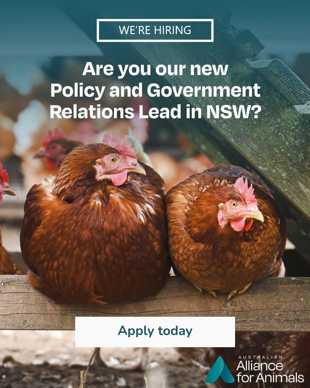 Are you ready to turn your compassion for animals into meaningful political change?

As our Policy &amp; Government Relations Lead (NSW), you&rsquo;ll work with government, parliamentarians, and allies to shape animal welfare reforms that last.

Be p