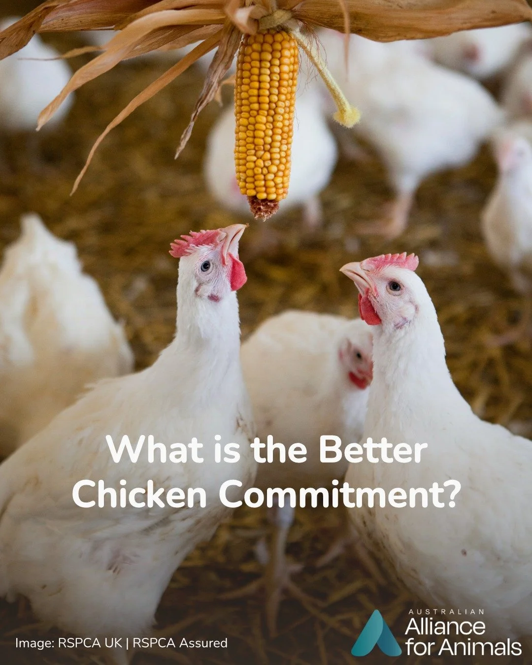 The Better Chicken Commitment is more than a pledge &ndash; it&rsquo;s a blueprint for reducing suffering on a massive scale. 

By changing how chickens are bred, raised, and slaughtered, we can change the system and improve millions of lives.

Add y