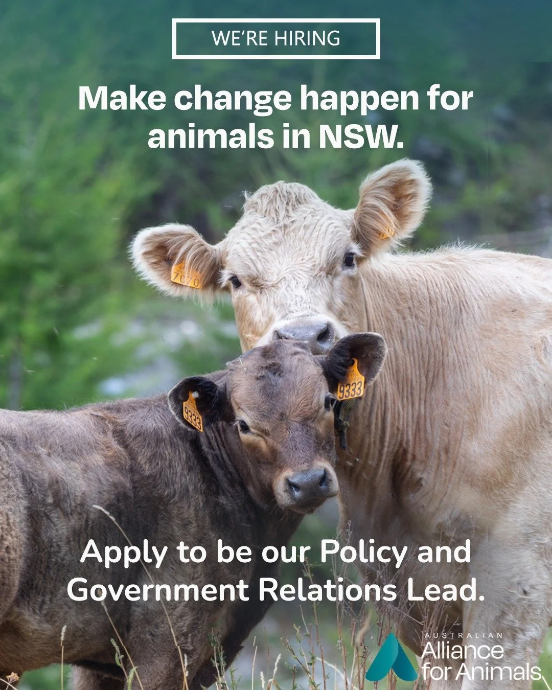 Want a career that aligns with your values? Join a team driving systemic change for animals across Australia.

We&rsquo;re seeking an experienced advocate to lead our policy and government engagement in NSW &ndash; a key role influencing reforms that