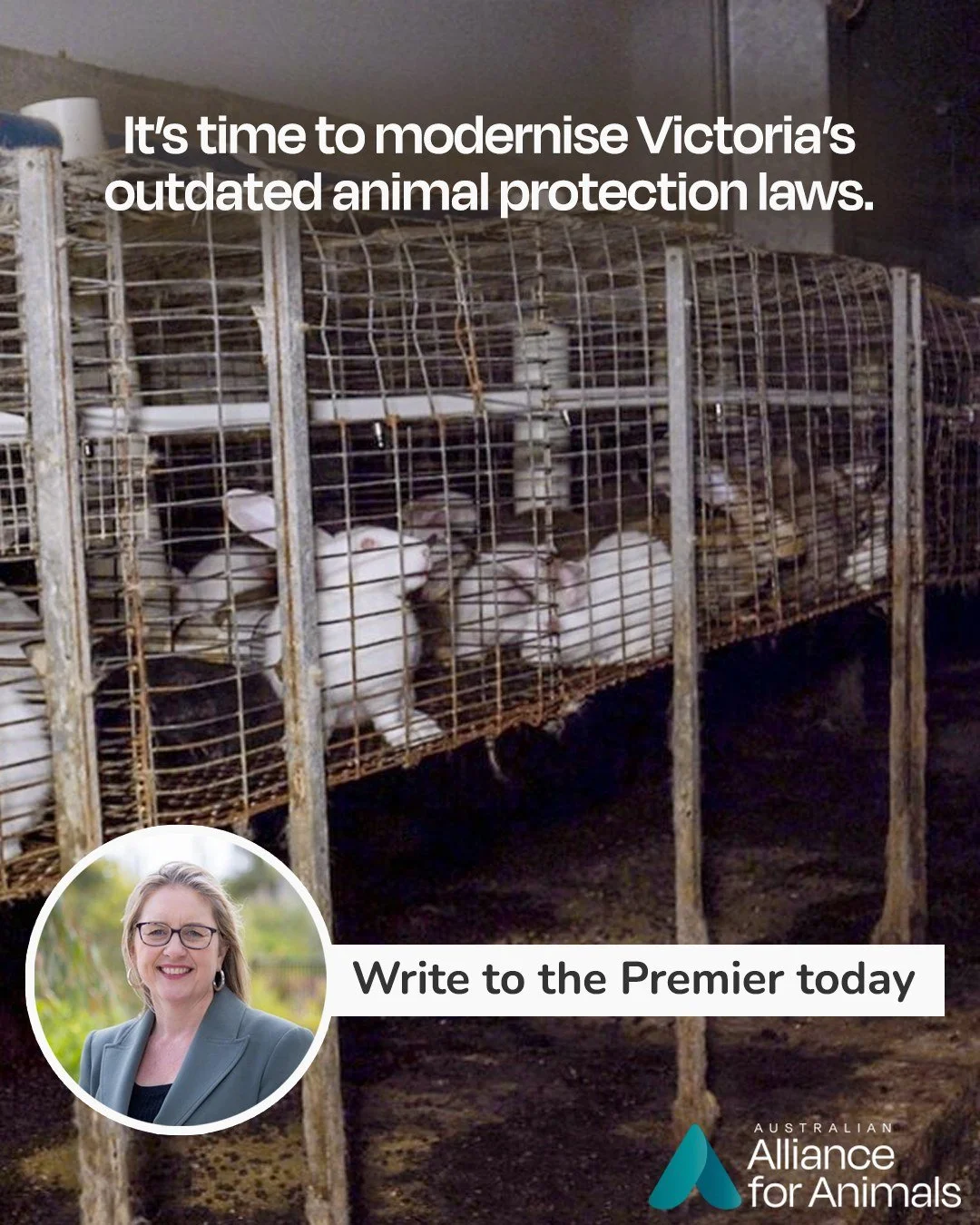 Animal welfare laws should protect animals from cruelty &ndash; but in Victoria, they still fall short.

Back in 2017, the Victorian Government promised to modernise these laws. Eight years on, animals are still waiting for change.

This long-overdue