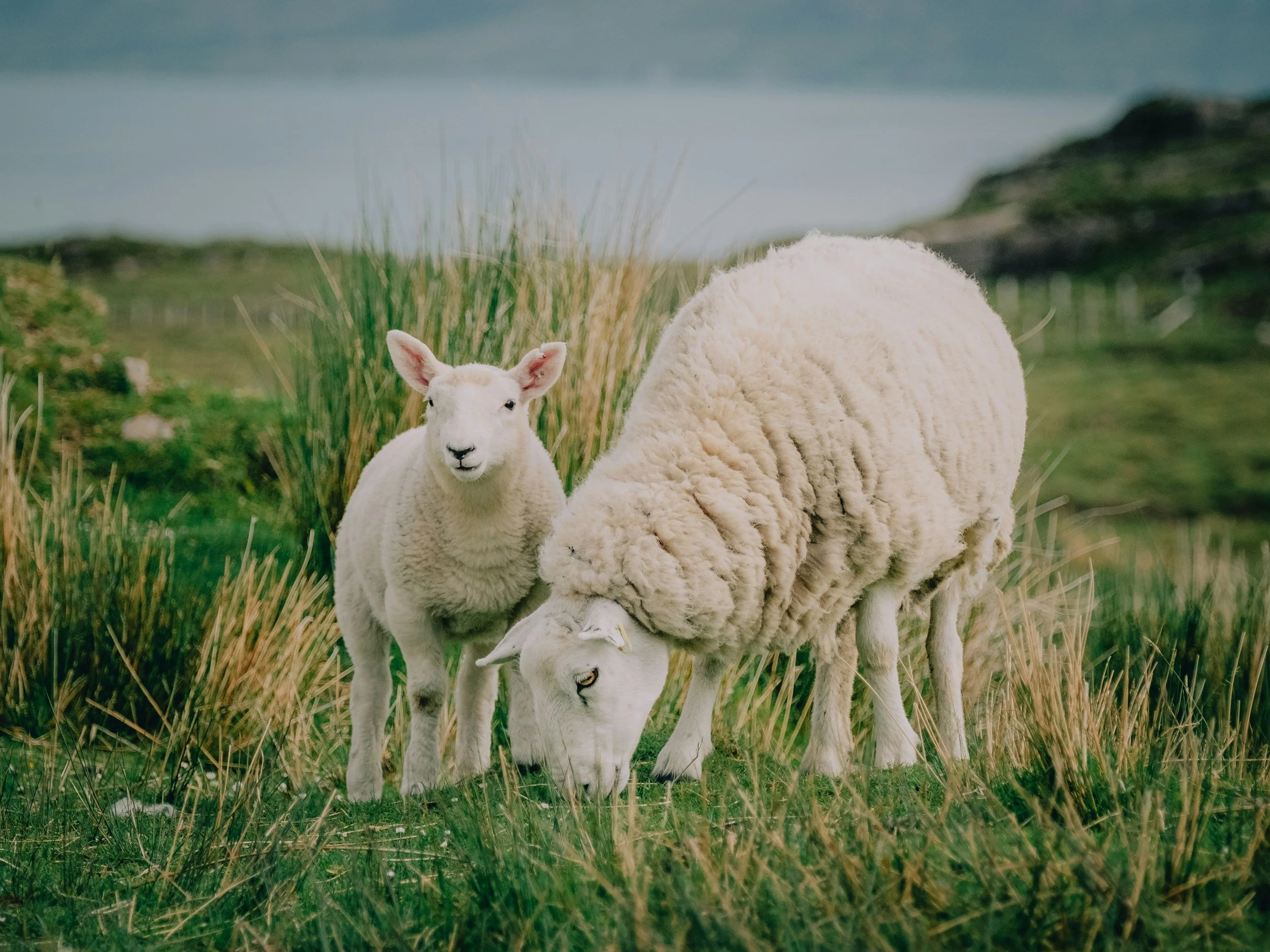 A sheep and a lamb grazing in a grassy field with a lake and rolling hills in the background.