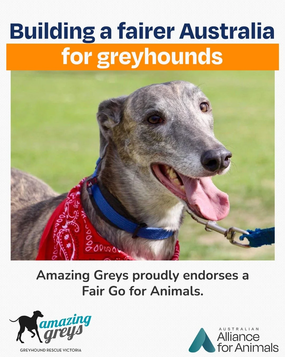 @amazing_greys has joined the Fair Go for Animals allies!

The greyhound racing industry is rife with animal welfare issues, from overbreeding and wastage to high on-track injury and death rates.

For more than a decade, Amazing Greys helped ex-racin