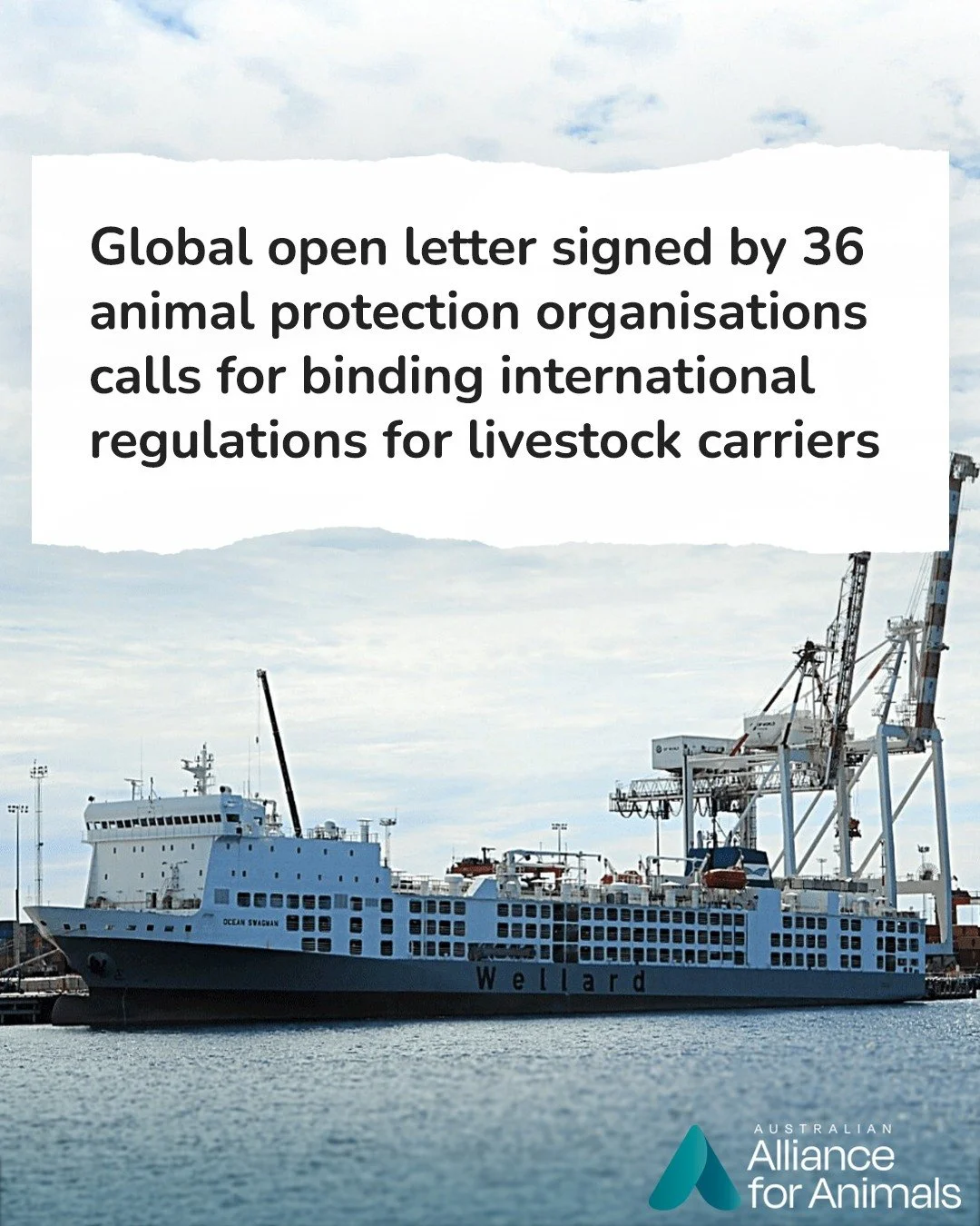 We&rsquo;ve joined 35 animal protection organisations worldwide in signing onto a global open letter calling on the International Maritime Organization to introduce binding regulations for live export vessels.

The letter, coordinated by @stopliveexp