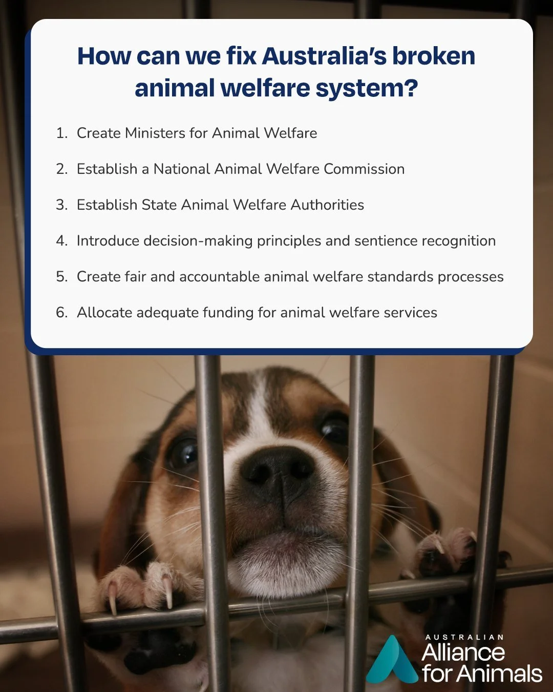 By supporting a Fair Go for Animals, you are joining a movement that seeks to transform Australia&rsquo;s animal welfare system into one that truly respects and protects the wellbeing of animals. 

Add your name today: www.fairgoforanimals.org.au